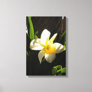 Daffodien bei Tagesanbruch Druck auf ummantelte Le Leinwanddruck