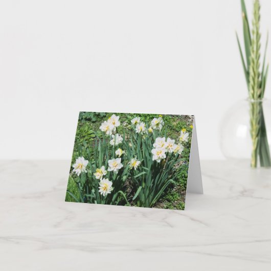 Daffodien Feiertagskarte (Vorderseite)