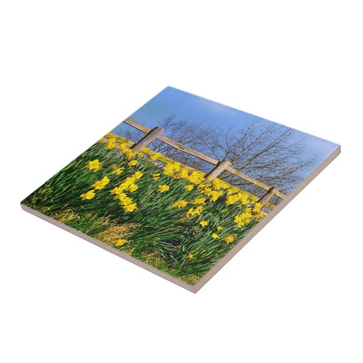 Daffodien Fliese (Seite)