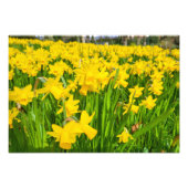 Daffodien Fotodruck (Vorne)