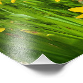 Daffodien Fotodruck (Ecke)