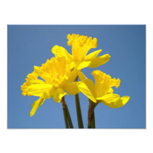 Daffodien Fotografische Kunstdrucke Blue Sky Fotodruck