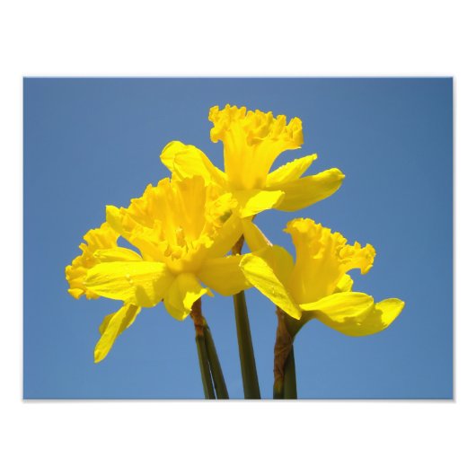 Daffodien Fotografische Kunstdrucke Blue Sky Fotodruck (Vorne)