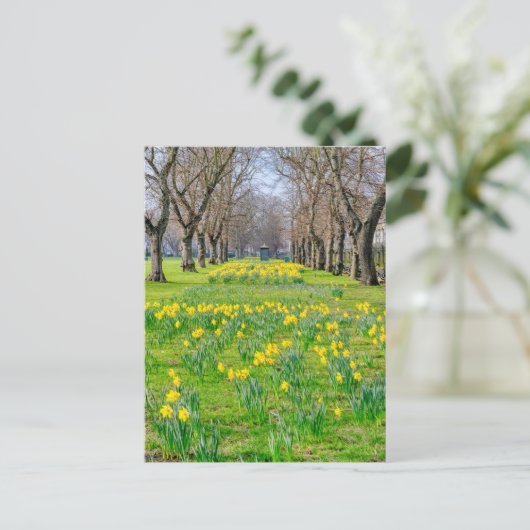 Daffodien in Greenwich, London UK Postcard Postkarte (Stehend Vorderseite)