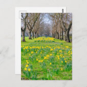Daffodien in Greenwich, London UK Postcard Postkarte (Vorne/Hinten)