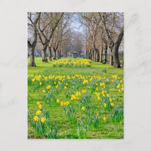 Daffodien in Greenwich, London UK Postcard Postkarte (Vorderseite)