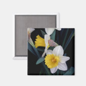 Daffodien Magnet (Vorderseite/Rückseite)