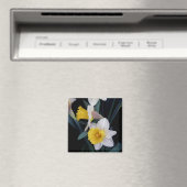 Daffodien Magnet (In Situ (Geschirrspüler))