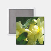 Daffodien mit Wassertropfen Magnet (Vorderseite/Rückseite)