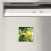 Daffodien mit Wassertropfen Magnet (In Situ (Geschirrspüler))