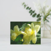 Daffodien mit Wassertropfen Postkarte (Stehend Vorderseite)