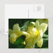 Daffodien mit Wassertropfen Postkarte (Vorne/Hinten)