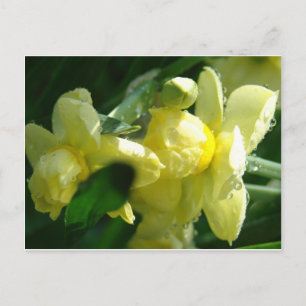 Daffodien mit Wassertropfen Postkarte