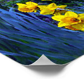 Daffodien Poster (Ecke)
