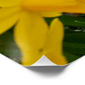 Daffodien Poster (Ecke)