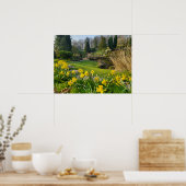 Daffodien Poster (Küche)