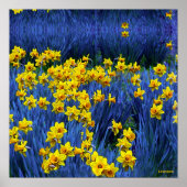 Daffodien Poster (Vorne)