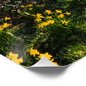 Daffodien Poster (Ecke)