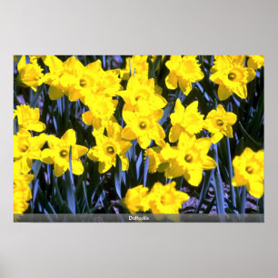 Daffodien Poster