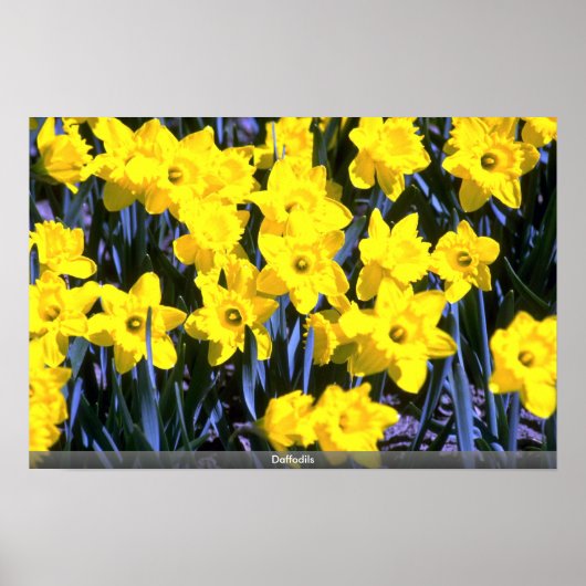 Daffodien Poster (Vorne)