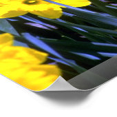 Daffodien Poster (Ecke)