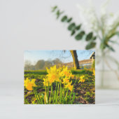 Daffodien Postkarte (Stehend Vorderseite)