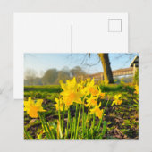 Daffodien Postkarte (Vorne/Hinten)