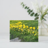 Daffodien Postkarte (Stehend Vorderseite)