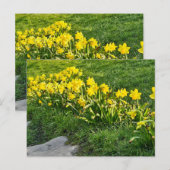 Daffodien Postkarte (Vorne/Hinten)