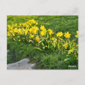 Daffodien Postkarte (Rückseite)