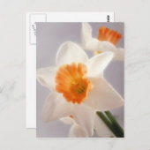 Daffodien Postkarte (Vorne/Hinten)