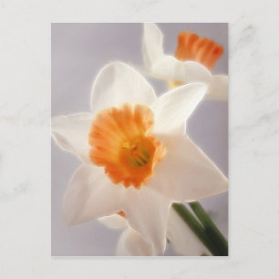 Daffodien Postkarte