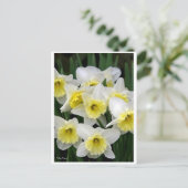 Daffodien Postkarte (Stehend Vorderseite)