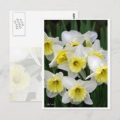 Daffodien Postkarte (Vorne/Hinten)