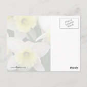 Daffodien Postkarte (Rückseite)