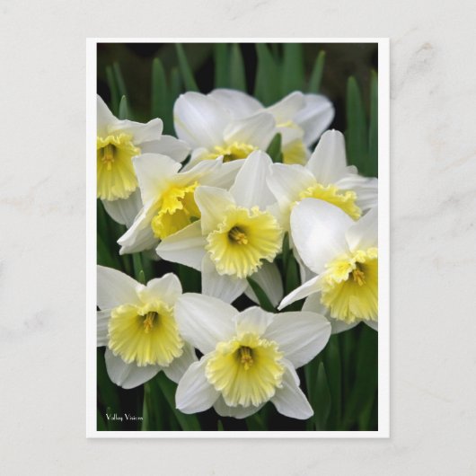 Daffodien Postkarte (Vorderseite)