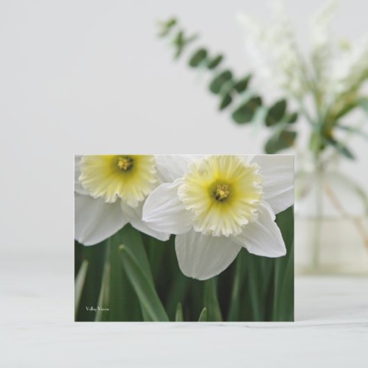 Daffodien Postkarte (Stehend Vorderseite)