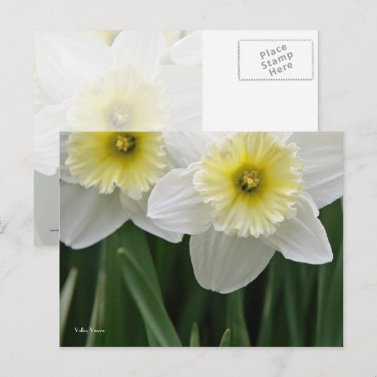 Daffodien Postkarte (Vorne/Hinten)