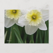 Daffodien Postkarte (Vorderseite)