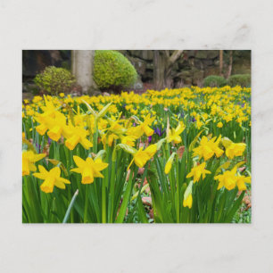 Daffodien Postkarte