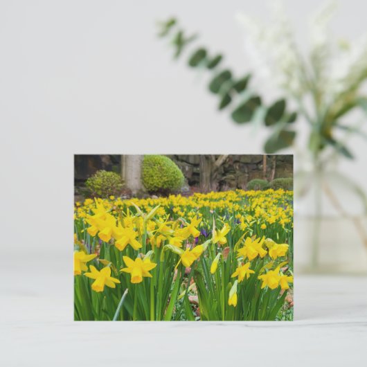 Daffodien Postkarte (Stehend Vorderseite)