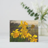Daffodien Postkarte (Stehend Vorderseite)