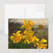 Daffodien Postkarte (Vorne/Hinten)