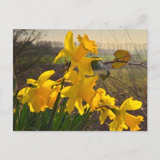 Daffodien Postkarte (Vorderseite)