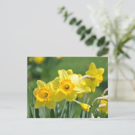 Daffodien Postkarte (Stehend Vorderseite)
