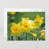 Daffodien Postkarte (Vorne/Hinten)