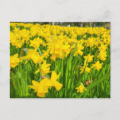 Daffodien Postkarte (Vorderseite)