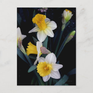 Daffodien Postkarte