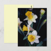 Daffodien Postkarte (Vorne/Hinten)