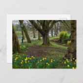 Daffodien Postkarte (Vorne/Hinten)